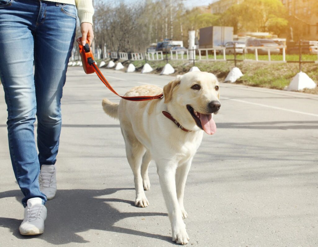 A person walking their dog on a leash.