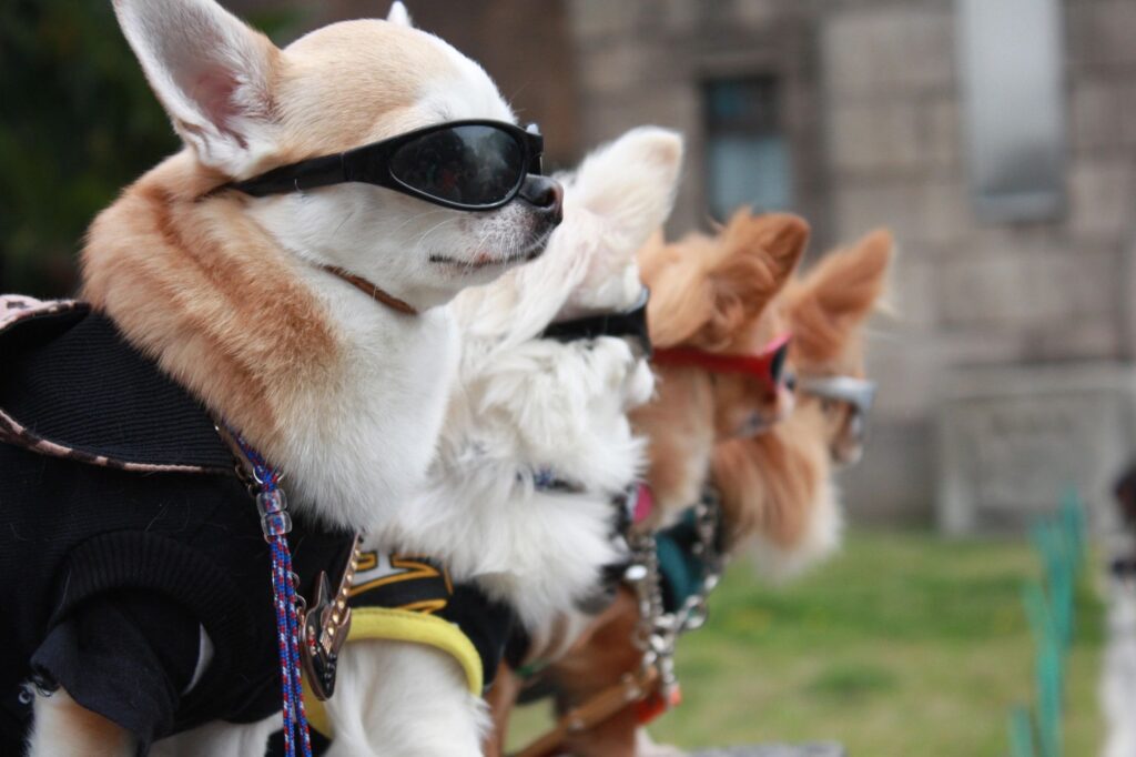 A group of dogs wearing sunglasses and leashes.