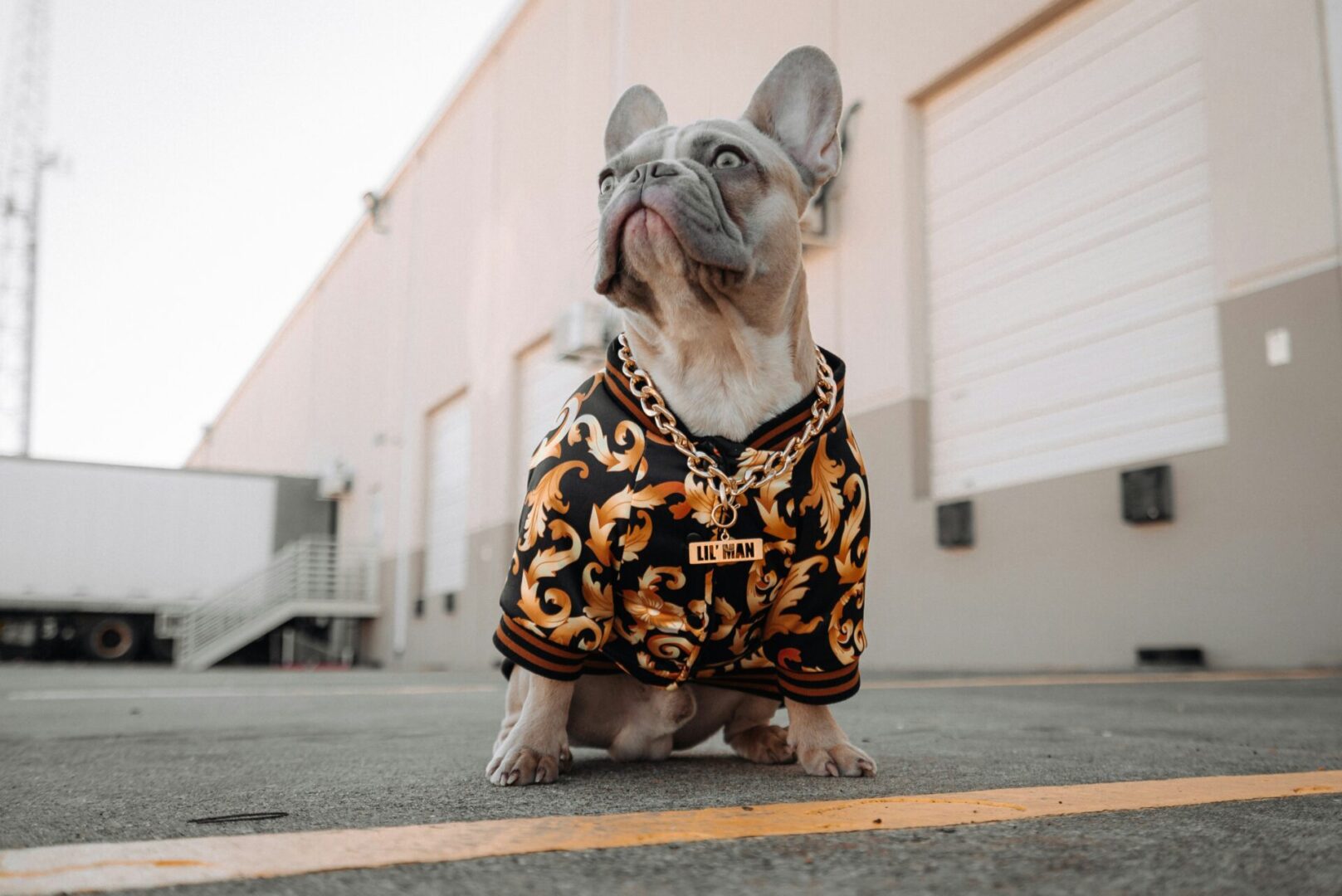 A dog wearing a jacket and sitting on the ground.