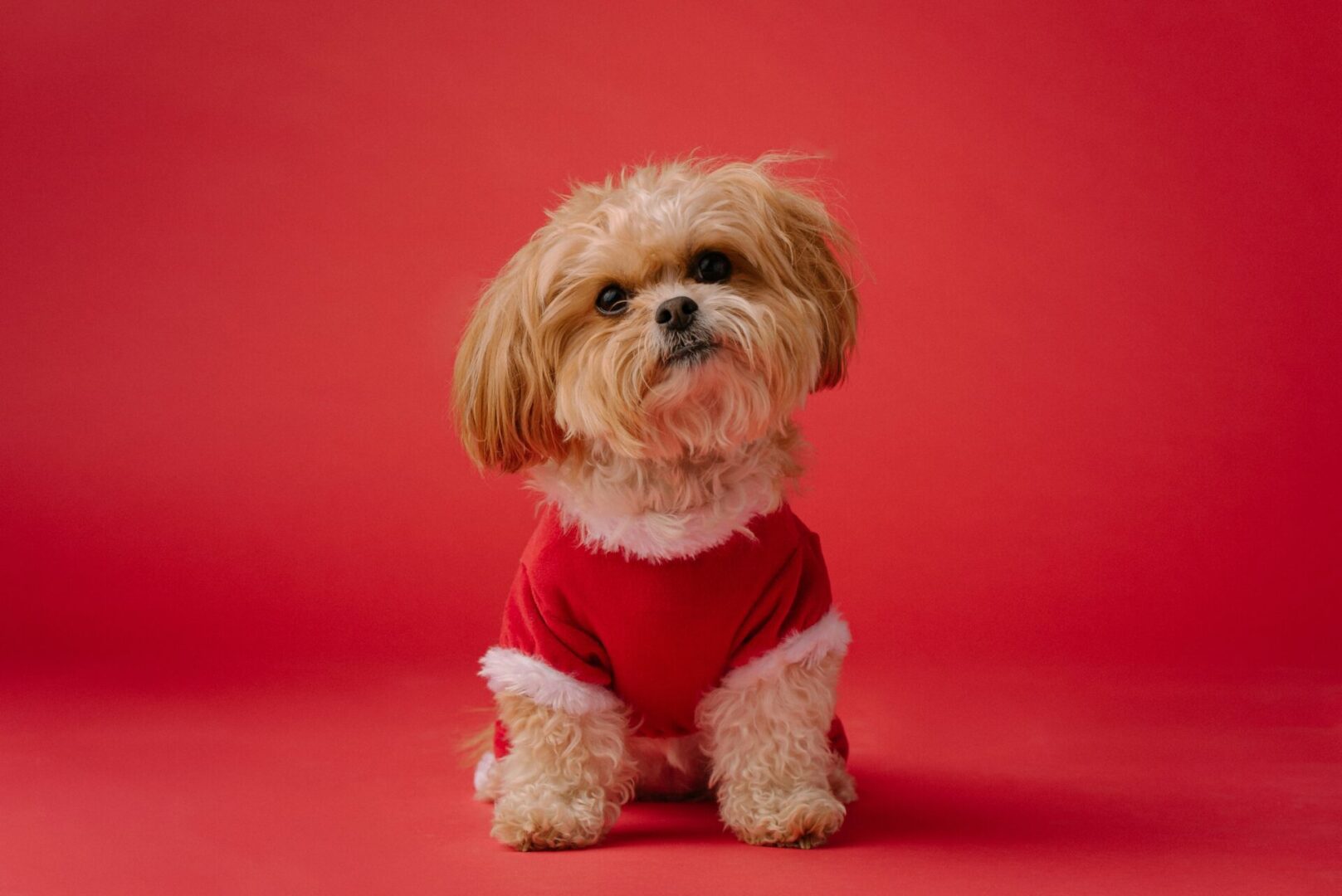 A small dog wearing a red sweater.