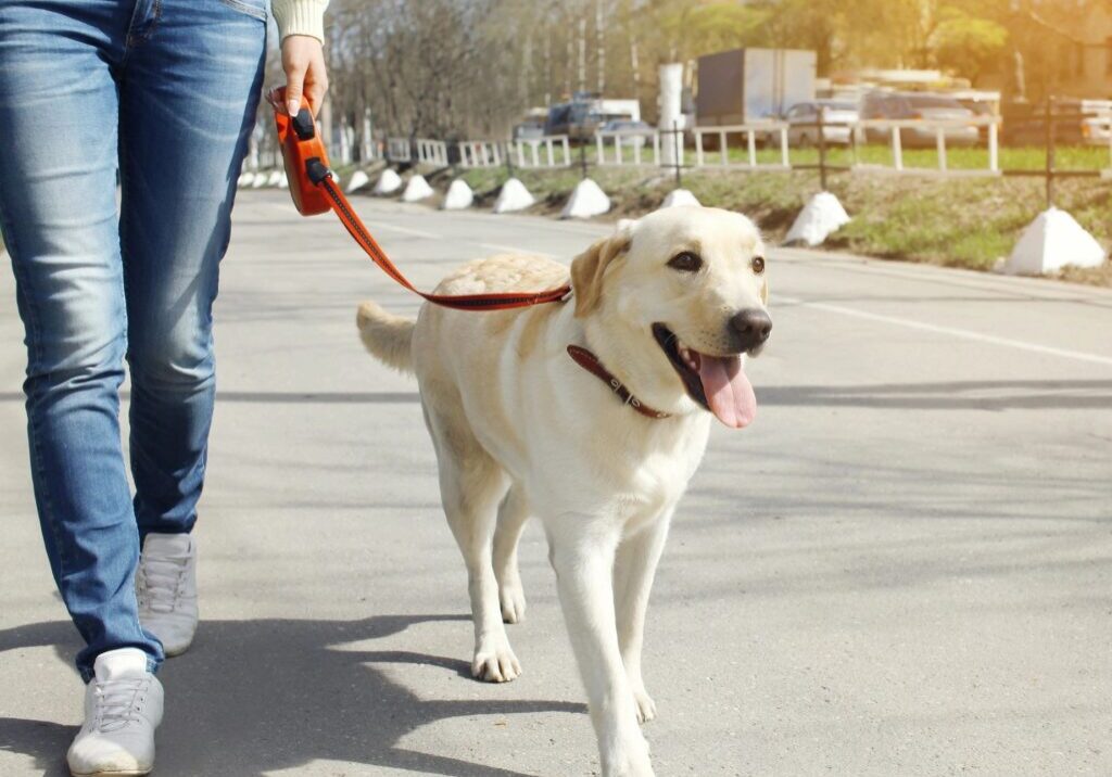 A person walking their dog on a leash.