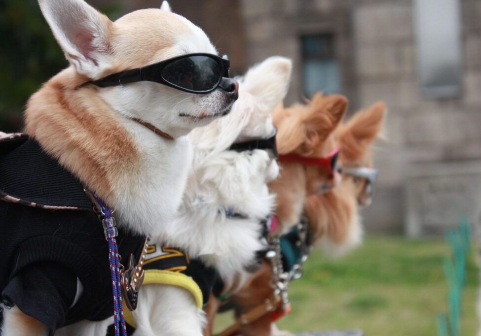 A group of dogs wearing sunglasses and leashes.